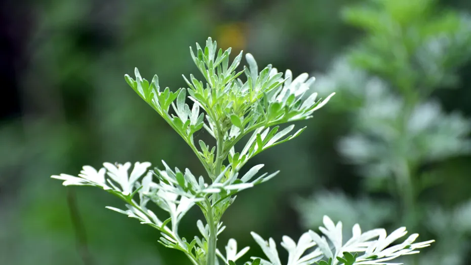 Pelinul, doctorul amar care curăță trupul