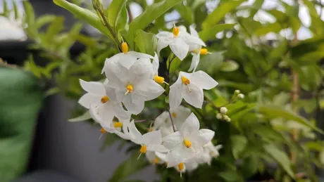 Ce floare să alegi pentru terasă, ca să te bucuri de parfum de vară toată ziua