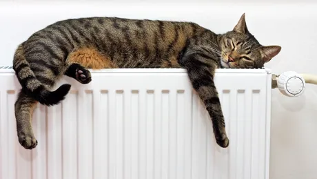 Află ce gândește pisica ta despre tine în funcție de locul în care doarme