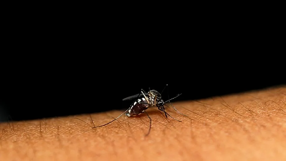 Cum poți alunga țânțarii fără a folosi insecticide. Soluții ușoare pe care le poate pune în practică oricine