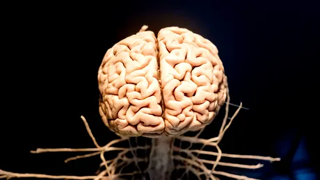 Îmbătrânirea creierului: cum o poți încetini?