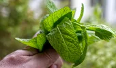 Plante aromatice ușor de crescut acasă: busuioc, mentă, rozmarin și cum le folosești corect în bucătărie