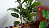 Cum să ai grijă de un ficus în apartament. De câte ori trebuie udat și unde trebuie poziționat