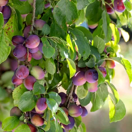 Fructul pe care să-l mănânci după menopauză. Întărește oasele și nu mai faci osteoporoză