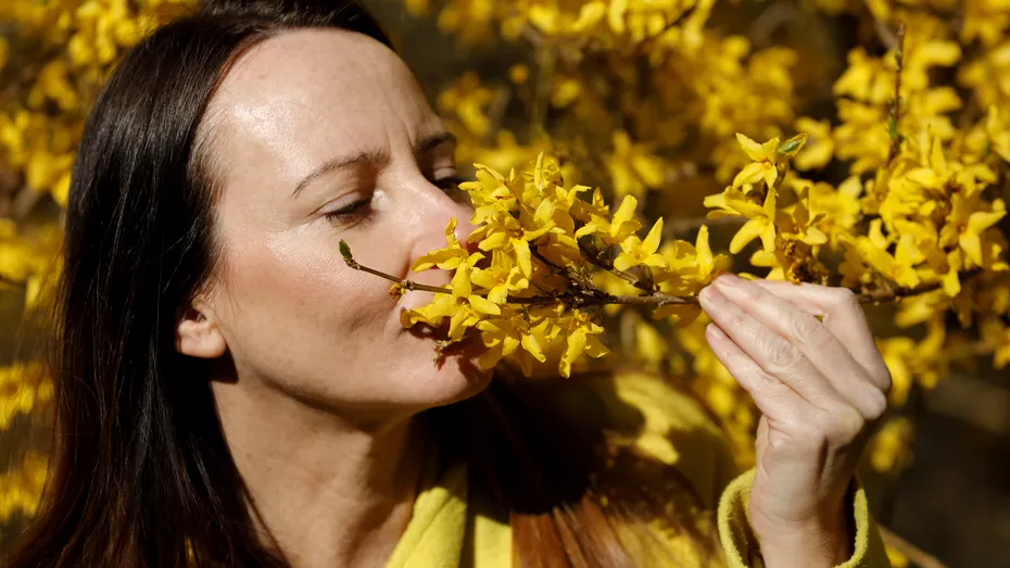 Forsythia sau „ploaia de aur” - ce beneficii are această plantă medicinală cu flori galbene