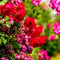 Secretul trandafirilor care înfloresc toată vara. Cele șase reguli simple recomandate de specialiști pentru o grădină spectaculoasă