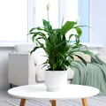 Planta pe care să o pui în dormitor în această toamnă. Poate fi de ajutor când ai prea multă umezeală în casă