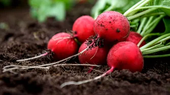 Când se plantează, de fapt, ridichile în grădină. Perioada ideală pentru o recoltă rapidă și gustoasă!