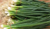 Cum să crești ceapă verde în pahar, fără pământ și fără efort
