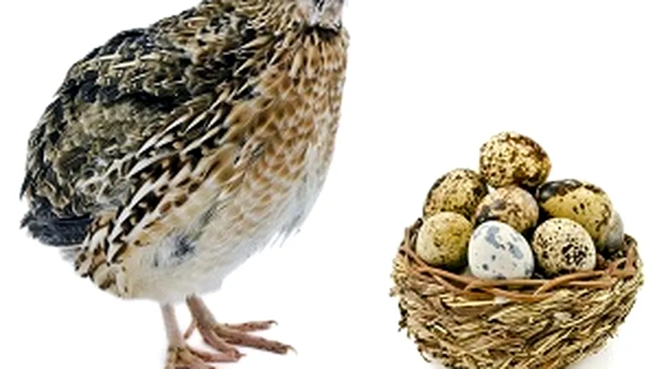 Vreţi ouă de calitate? Ce-ar fi să creşteţi prepeliţe?