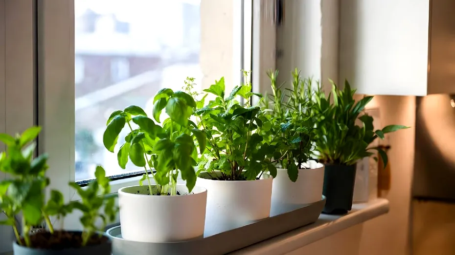Plantele care cresc fără sol: cum funcționează și de ce devin tot mai populare în designul interior