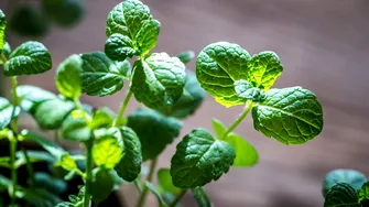 Cum se usucă corect menta pentru a-și păstra aroma și proprietățile