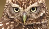 Ce înseamnă, de fapt, când cântă cucuveaua pe casă. Superstiții și sfaturi din popor cu ce trebuie făcut