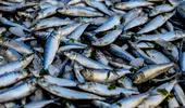 Sute de kilograme de produse din pescuit retrase de la vânzare, în urma controalelor la comercianții de pește. Amenzi de zeci de mii de lei