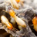 Cum scapi rapid de termite și îți protejezi mobilierul din lemn înainte să fie prea târziu