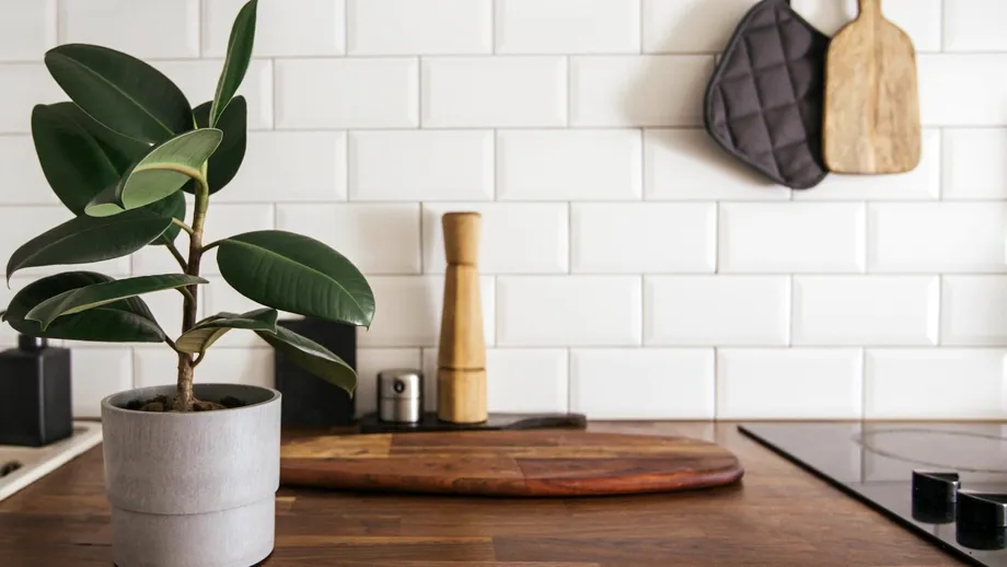 Ficusul, printre plantele care purifică aerul din casă! Ce alte flori trebuie să mai ai în locuință