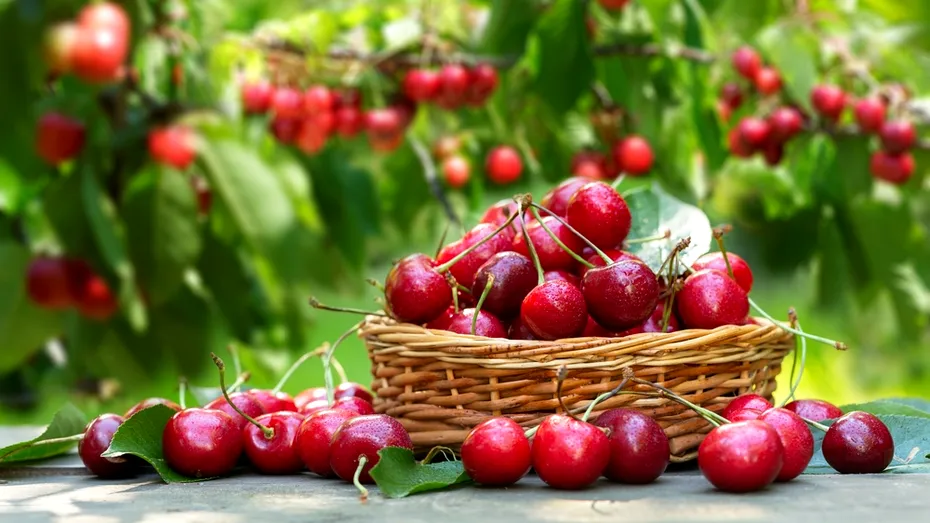 Cireșele, fructele care ajută la scăderea nivelului de acid uric