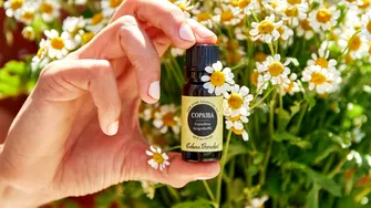 Uleiul de copaiba: remediu natural tradițional folosit pentru vindecarea rănilor și calmarea durerii