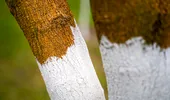 De ce se albesc trunchiurile pomilor înainte de iarnă? Trucul simplu care îi protejează de ger și soare