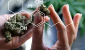 Legătura dintre consumul de marijuana şi bolile cardiovasculare