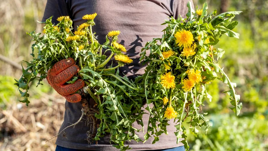 Cum să scapi de păpădiile din curte. Ingredientul care înlocuiește erbicidul chimic