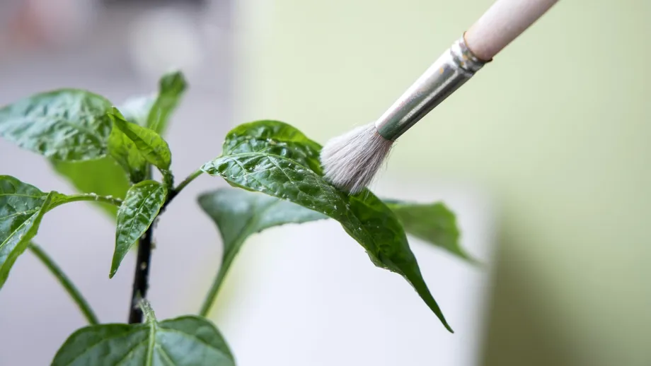 Uleiul pe care să-l folosești pentru a îndepărta musculițele albe de pe flori. E des folosit pentru riduri și acnee