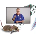 Hantavirusul, virusul transmis de rozătoare care îngrijorează Europa. Medicul Tudor Ciuhodaru explică simptomele și când trebuie să ajungi urgent la spital