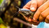 Descoperirea fără precedent făcută de cercetători: primul cancer transmisibil descoperit la un pește de apă dulce. Cum se răspândește boala