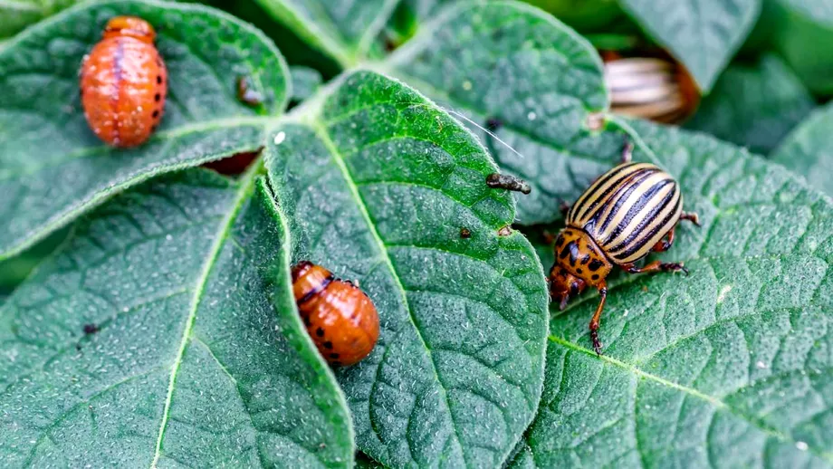 Cum să ții la distanță gândacii de colorado cu săpun de casă. Recoltele de cartofi vor rămâne intacte!