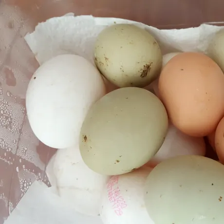 Există ouă fără colesterol? Da, și pot fi consumate fără griji