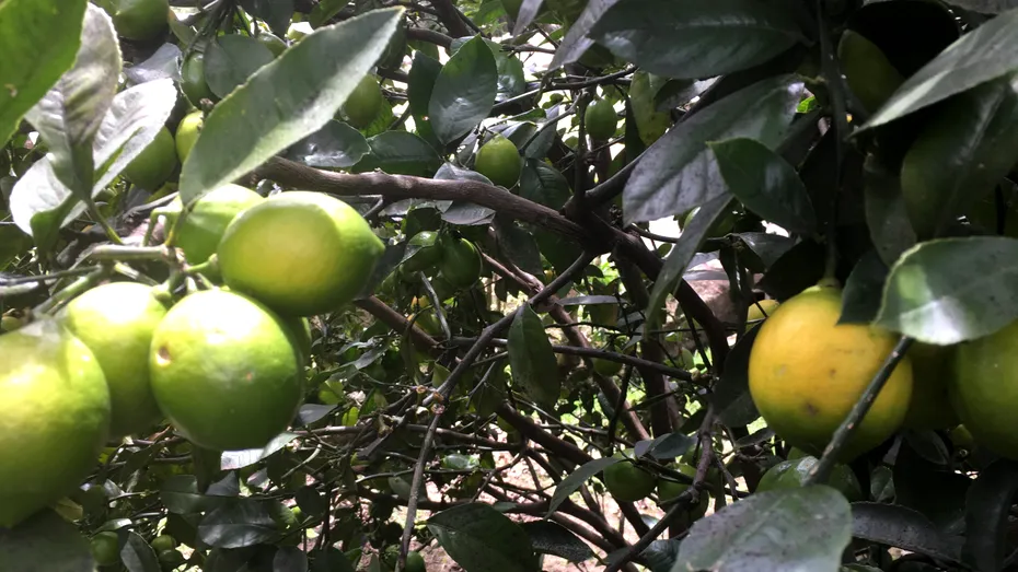Fructul care poate ajuta la prevenirea pietrelor la rinichi. Mulți îl consumă fără să îi știe beneficiile