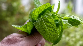 Plante aromatice ușor de crescut acasă: busuioc, mentă, rozmarin și cum le folosești corect în bucătărie