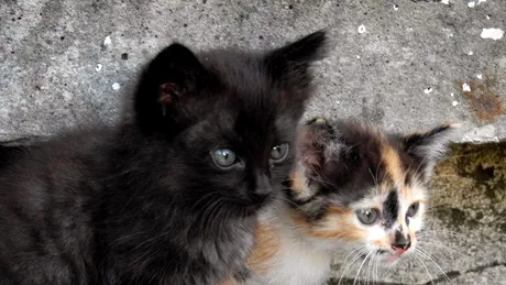 Adoptă o pisică de pe stradă! Constantin Ifteme, medic veterinar, a adoptat 4 „tomberoneze”