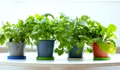 6 plante medicinale pe care le poți crește ușor acasă. Sunt utile pentru sănătate și nu necesită îngrijire complicată