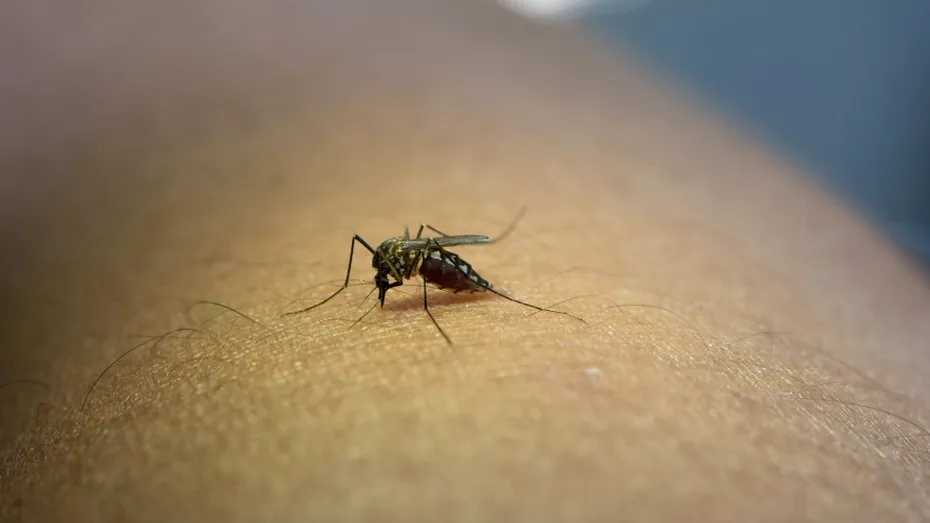 Alertă de la INSP: 58 de cazuri de West Nile în România. Bucureștiul, pe primul loc în clasamentul infectărilor
