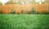 Soluția naturală și ieftină pentru un gazon de invidiat. Ingredientul pe care să-l adaugi neapărat în luna august