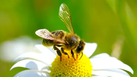 Venin de albine: proprietăţi, beneficii şi posibile reacţii adverse