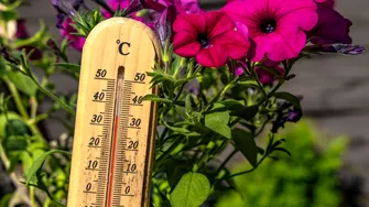 Cum se udă corect plantele din grădină în perioadele de caniculă?