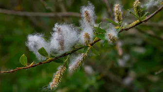 Frisoanele: infuzia din coajă de salcie pentru calmarea tremuratului și relaxarea corpului