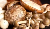 Intoxicatia cu ciuperci: măsuri urgente de prim ajutor