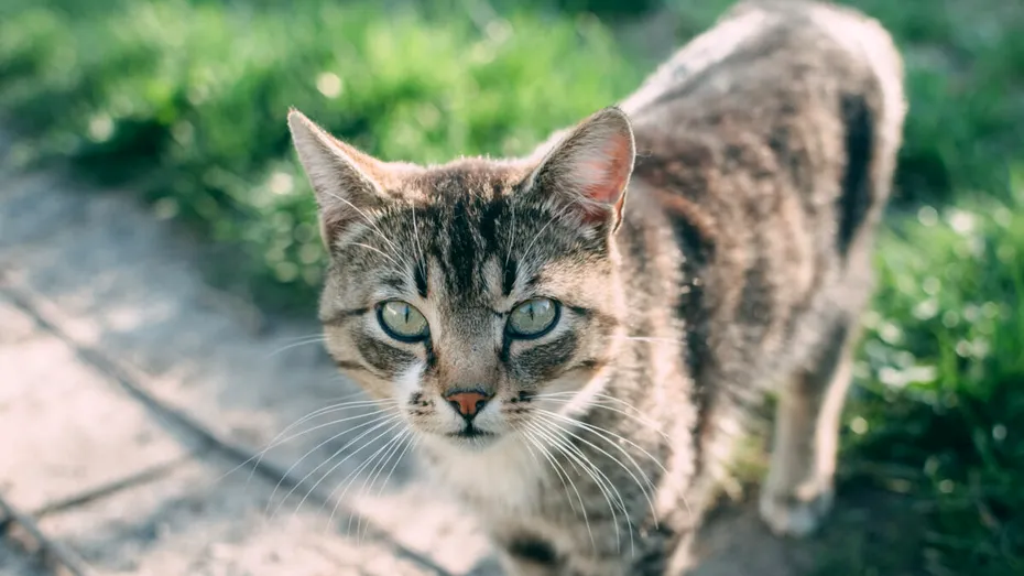 Ce flori trebuie să plantezi în curte să alungi pisicile. Adio, murdărie și plante distruse!