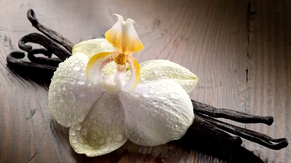 Vanilia (Vanilla Planifolia) - beneficii şi proprietăţi