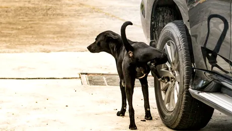 De ce toți câinii își 