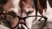 Cum să îngrijeşti un animal de companie bătrân