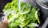 Ce riști dacă nu speli bine frunzele de salată verde. Câte calorii are salata și 5 beneficii pentru sănătate