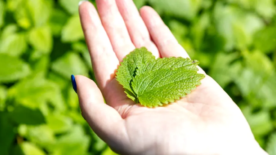 Ce plante trebuie tunse la sfârșitul verii? Ce tai acum și ce este mai bine să lași pentru toamnă