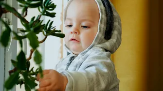 8 plante de apartament care pun în pericol viața bebelușului