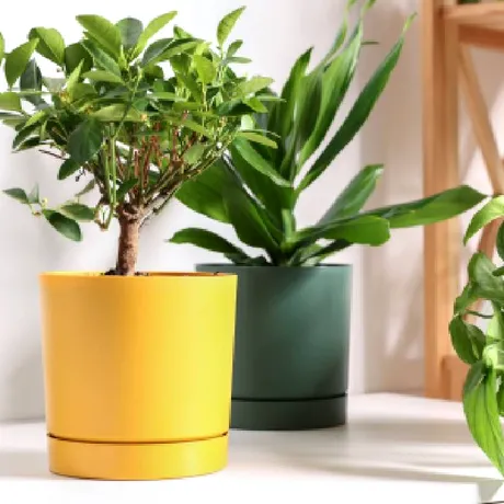 De ce mor plantele imediat după ce le aduci acasă