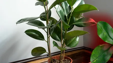 Cum să ai grijă de un ficus în apartament. De câte ori trebuie udat și unde trebuie poziționat