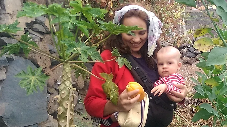 Papaya - ce gust are direct culeasă din copac